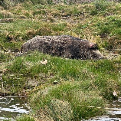 1 2025 03 08 sanglier